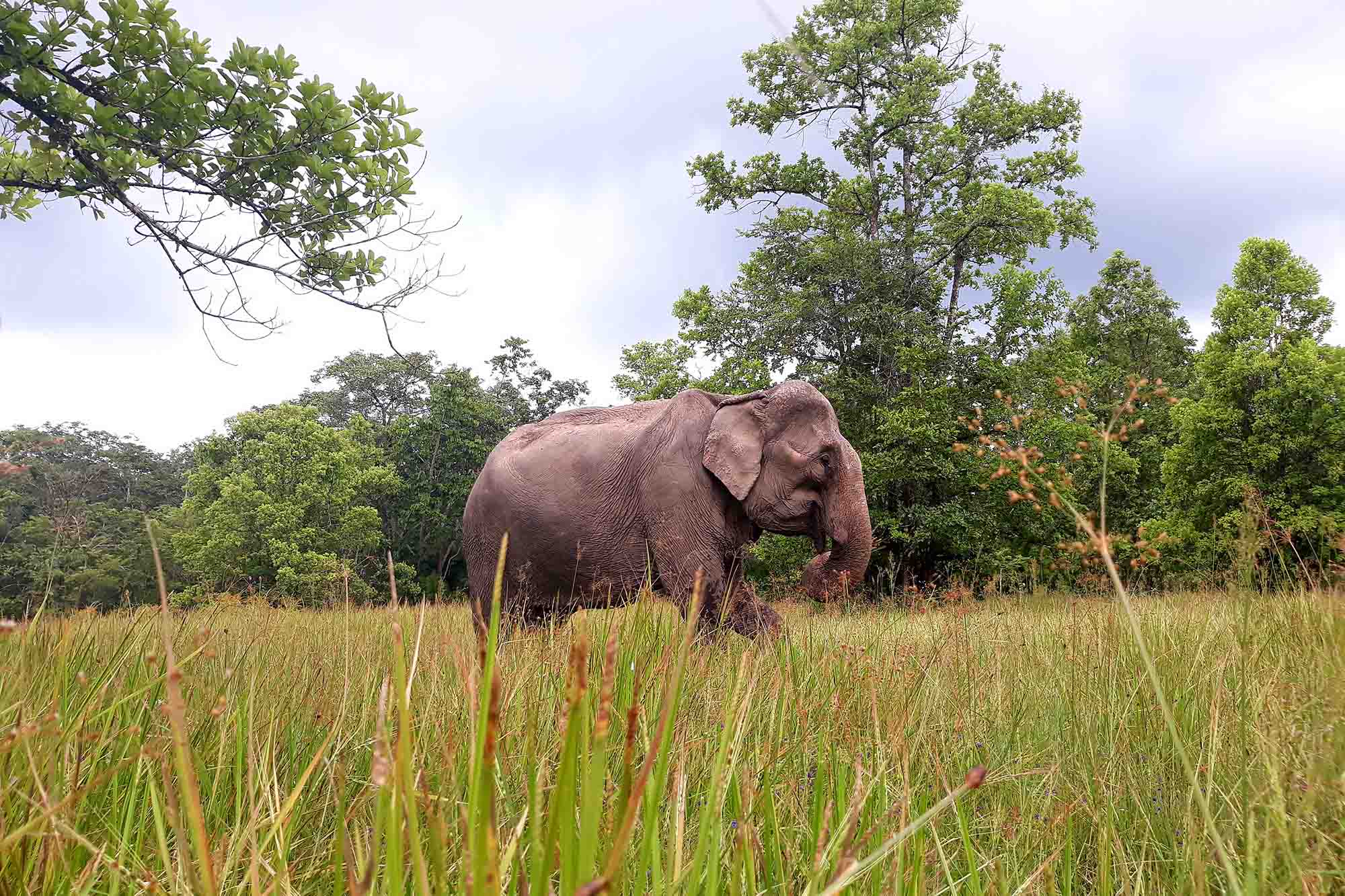 Sáng kiến du lịch sinh thái thân thiện với voi của Tổ chức Động vật Châu Á