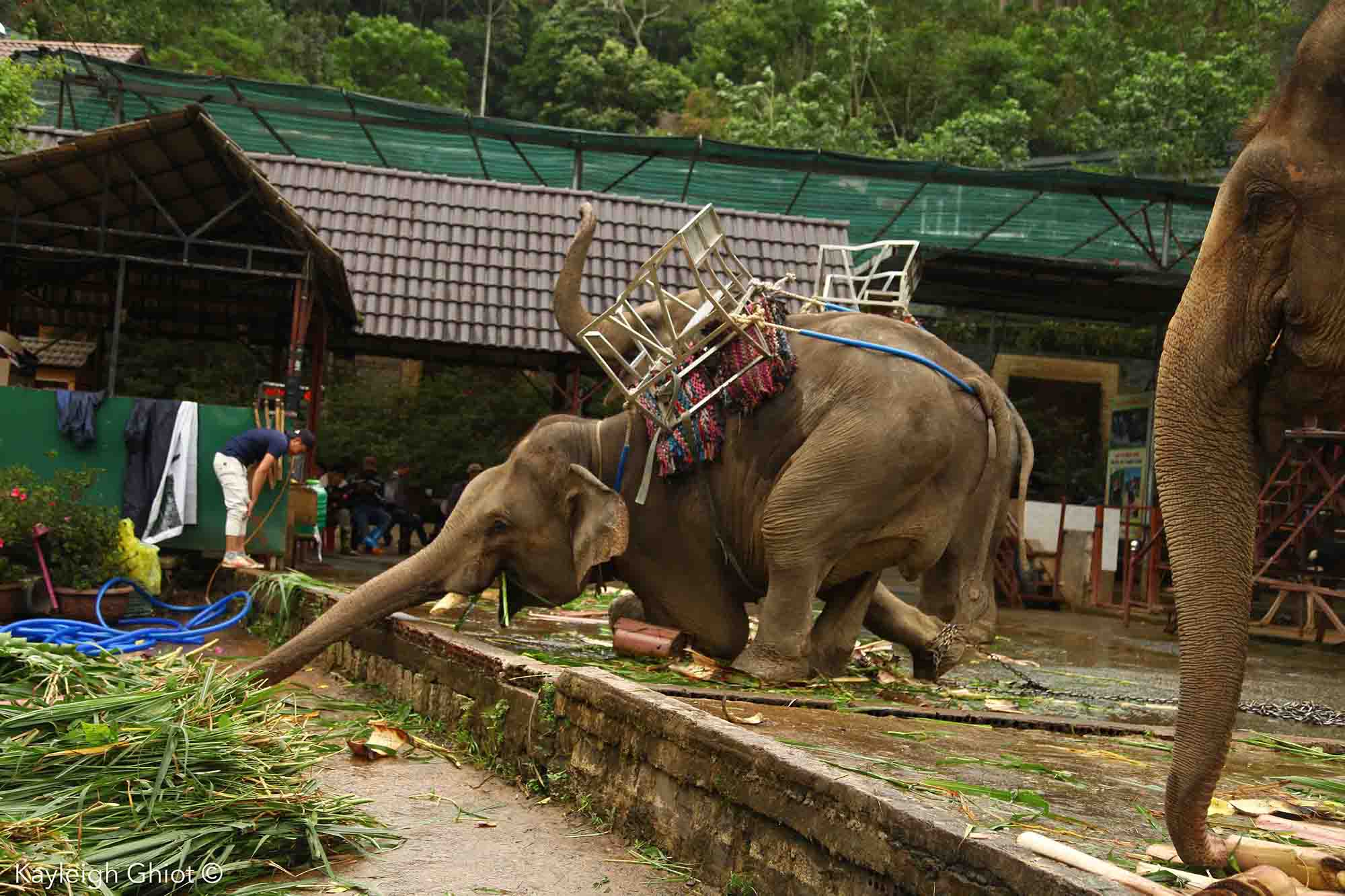Elephant riding in Vietnam